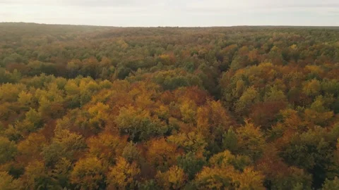 Autumn forest and sky Stock Footage 222371890