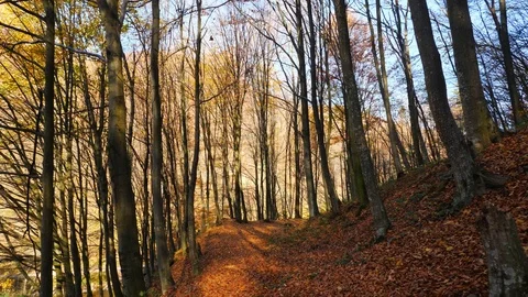 The autumn forest and the sun shining through the foliage. Video stock 86232191