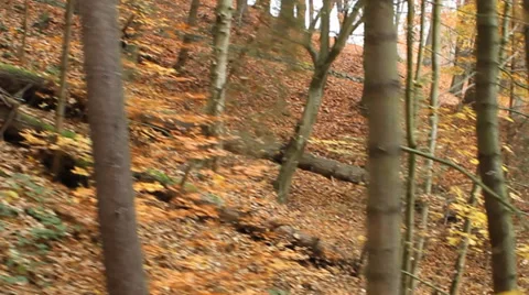 Autumn forest. Ascend by cable car. Vídeo Stock 34275100