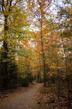 Autumn forest with avenue and falling leaves in warm sunlight 스톡 사진