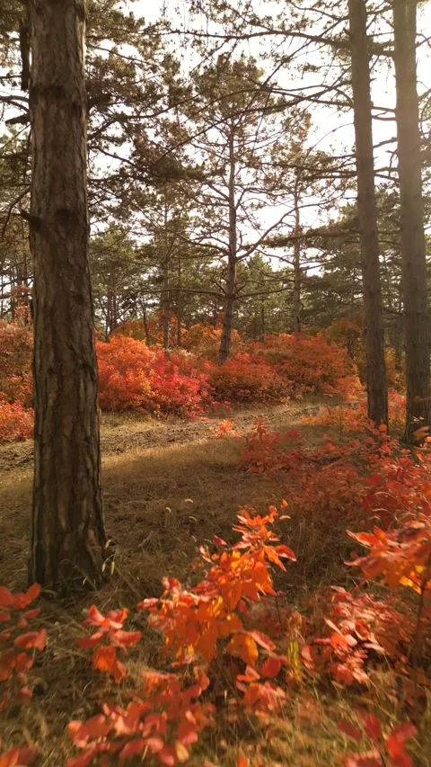 Autumn forest back to forward Stock Footage 254187437