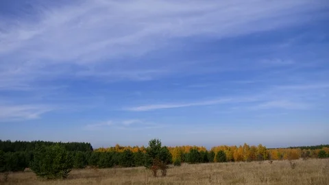 Autumn forest on a background of blue sky with small cirrus clouds. Time lapse Stock Footage 97243302