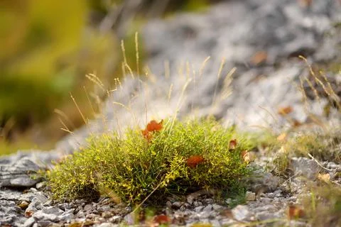 Autumn forest background. Blurred background for your text Stock Photos