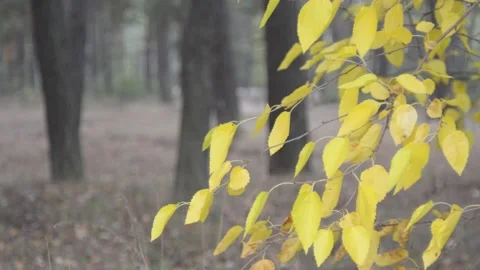 Autumn forest in the background a bus is moving along the forest road 動画素材 140926092