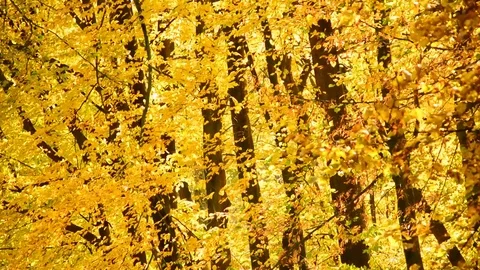 Autumn forest background. Stock Footage 82678212