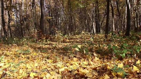Autumn forest background Stock Footage 104842408