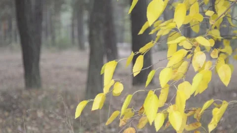 Autumn forest in the background on a forest road a truck rides Video stock 140925870