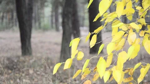 Autumn forest in the background on a forest road a passenger car rides Video stock 140925924
