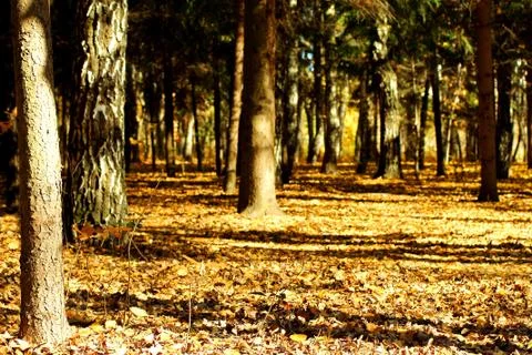 Autumn forest background. Stock Photos