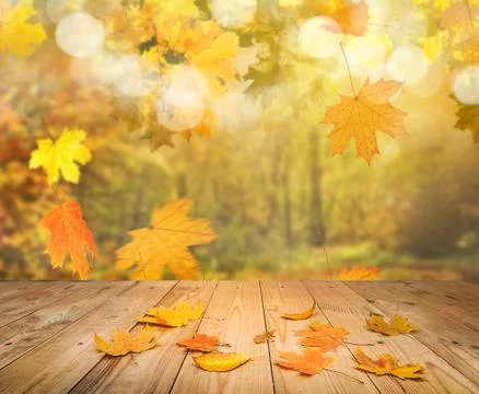 Autumn forest background Stock Photos