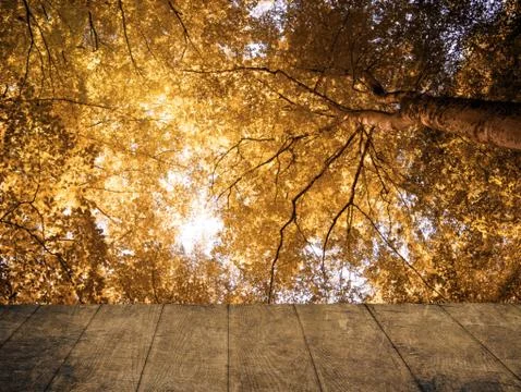 Autumn forest background Foto stock