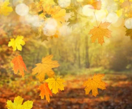 Autumn forest background Stock Photos
