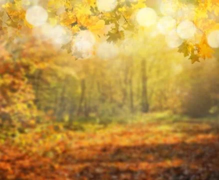 Autumn forest background Stock Photos