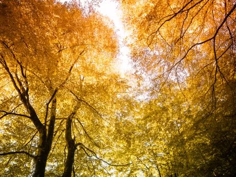 Autumn forest background Foto stock