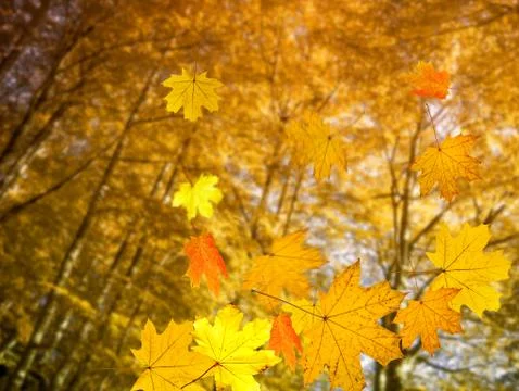 Autumn forest background Stock Photos
