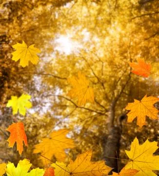 Autumn forest background Stock Photos