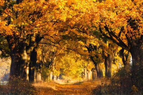 Autumn forest background Foto stock