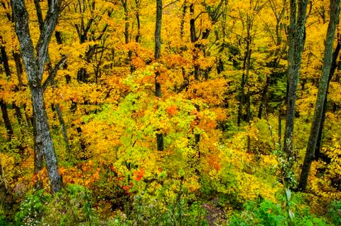 Autumn forest background Stock-Fotos