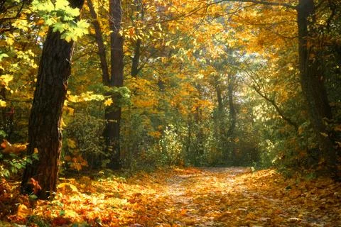 Autumn forest background Stock Photos