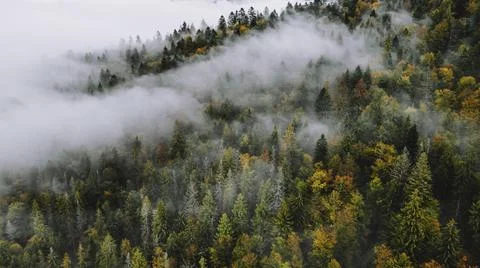 Autumn forest on the background Stock Photos