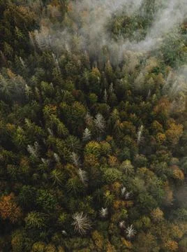 Autumn forest on the background Stock Photos