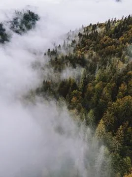 Autumn forest on the background Stock Photos
