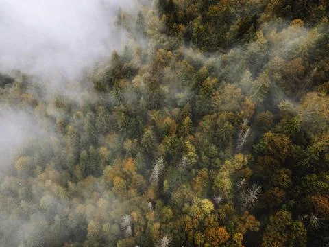 Autumn forest on the background Stock Photos