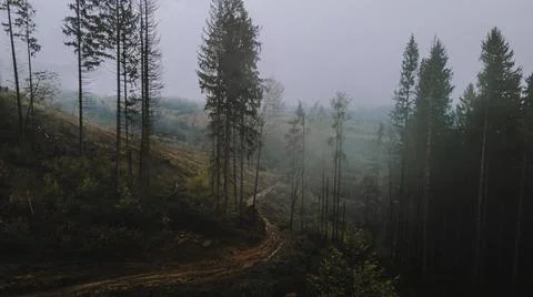 Autumn forest on the background Stock-Fotos
