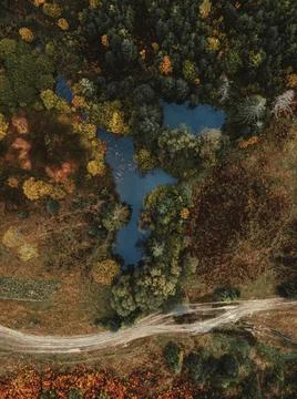Autumn forest on the background Stock Photos