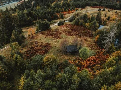 Autumn forest on the background Foto stock