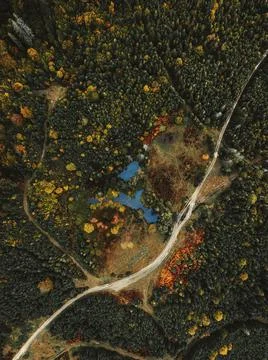 Autumn forest on the background Stock Photos