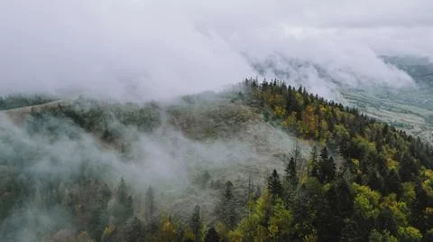 Autumn forest on the background Stock Photos
