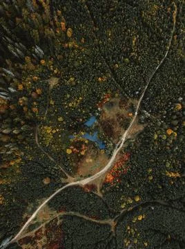 Autumn forest on the background Stock Photos