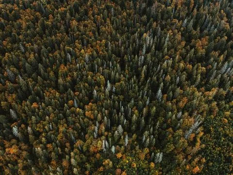 Autumn forest on the background Foto stock