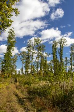 Autumn forest background Stock Photos
