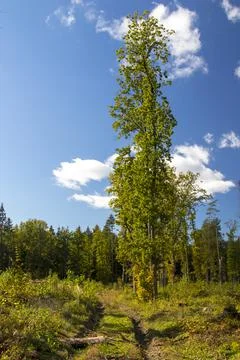 Autumn forest background Stock Photos
