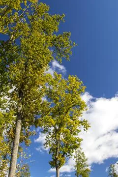 Autumn forest background Stock Photos