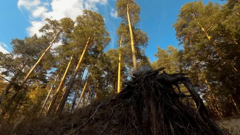 Autumn forest with bare roots Stock Footage 97534759