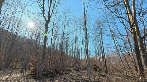 Autumn Forest with Bare Trees and Sunlight – 4K UHD Nature Footage Vídeos de archivo 331872130