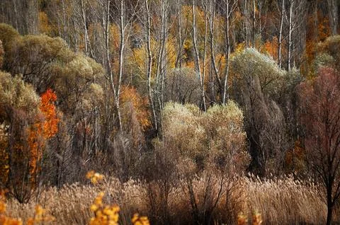 Autumn Forest with Bare Trees and Colorful Foliage Stock Photos