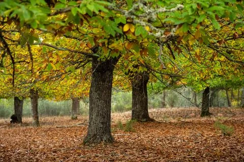 Autumn forest with bare trunks and a carpet of fallen leaves Stock Photos