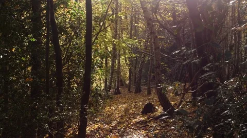 Autumn forest with beams of light 스톡 동영상 82611698