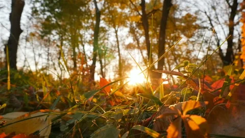 Autumn forest. Beautiful sun rays shine into the camera. Camera in motion Stock Footage 101736343
