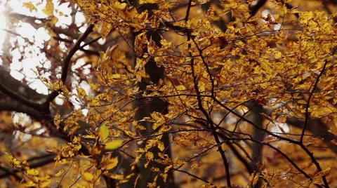 Autumn forest - beech wood at wind Stock Footage