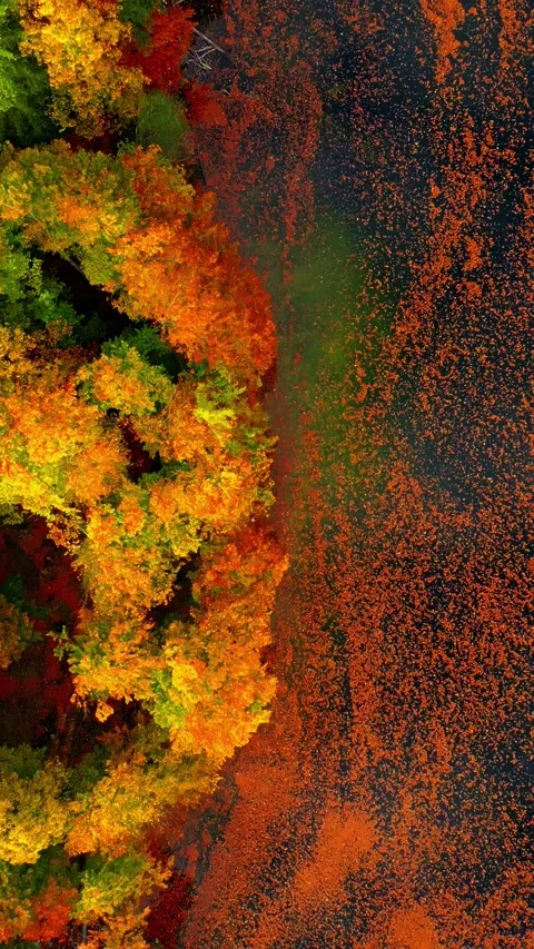 Autumn Forest Beside Leaf Covered River Aerial Top Down Stock-Footage 333323673