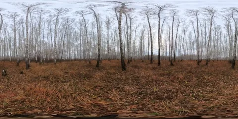 Autumn forest birch grove panoramic view, golden leaves carpeting woodland floor Vídeo Stock 308231625