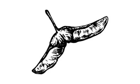 Autumn forest botanic elements 스톡 일러스트