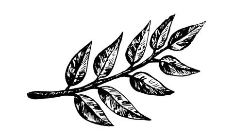 Autumn forest botanic elements 스톡 일러스트