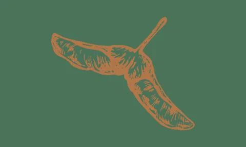 Autumn forest botanic elements Illustrazione stock