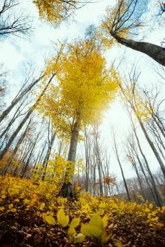 Autumn forest bottom view Stock-Fotos
